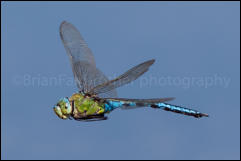 An Emperor Dragonfly (Anax imperator) in flight above Crockford Stream, New Forest, Hampshire, UK