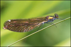 A female Beautiful Demoiselle (Calopteryx virgo), New Forest, Hampshire, UK.