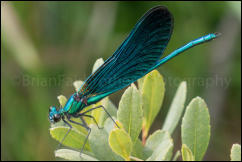 A male Beautiful Demoiselle (Calopteryx virgo), Crockford Stream, New Forest, Hampshire, UK.