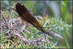 A female Beautiful Demoiselle (Calopteryx virgo), Crockford Stream, New Forest, Hampshire, UK.