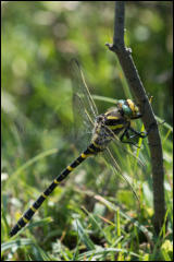 Golden-ringed Dragonfly (Cordulegaster boltonii), Crockford Bridge, New Forest, Hampshire, UK