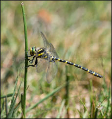 Golden-ringed Dragonfly (Cordulegaster boltonii), Crockford Bridge, New Forest, Hampshire, UK