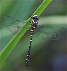 Golden-ringed Dragonfly (Cordulegaster boltonii), New Forest, Hampshire, UK