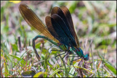 A mating pair of Beautiful Demoiselles (Calopteryx virgo), Crockford Stream, New Forest, Hampshire, UK.