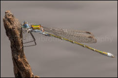 Emerald Damselfly (Lestes sponsa), Rushbush Pond, New Forest, Hampshire, UK.