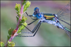 Emerald Damselfly (Lestes sponsa), Rushbush Pond, New Forest, Hampshire, UK.