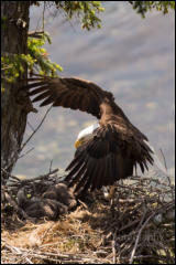 A Bald Eagle clutching a fish approaching it's nest on Denman Island, British Columbia, Canada.