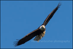 A Bald Eagle in flight over Ucluelet, Vancouver Island, British Columbia, Canada.