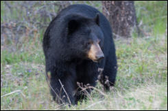 A Black Bear (Ursus americanus) beside the Bow Valley Parkway, Banff National Park, Alberta, Canada.