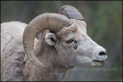 Bighorn Sheep beside the Icefields Parkway, Jasper National Park, Alberta, Canada.