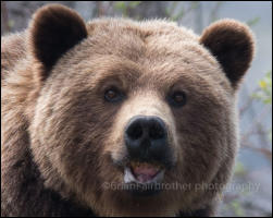 A Grizzly Bear at Medicine Lake in Jasper National Park, Alberta, Canada.