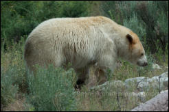 A Kermode Bear (Spirit Bear) in the BC Wildlife Park, Kamloops, British Columbia, Canada.