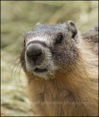 A Yellow-bellied Marmot in the BC Wildlife Park, Kamloops, British Columbia, Canada.