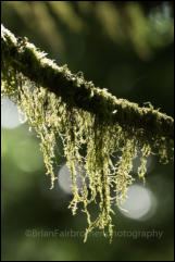 Epiphytic Lichen growing on a tree in the Bridal Veil Falls Provincial Park, British Columbia, Canada.