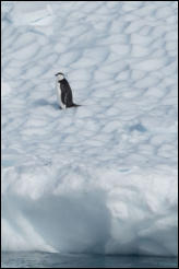 A lone chinstrap penguin (Pygoscelis antarcticus) on an ice floe in Hope Bay on the Trinity Peninsula, Antarctica.