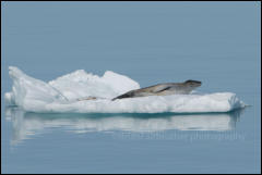 A leopard seal (Hydrurga leptonyx) laying on an ice floe in Admiralty Bay on King George Island in the South Shetland Islands, Antarctica. 