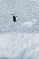 A lone chinstrap penguin (Pygoscelis antarcticus) on an ice floe in Hope Bay on the Trinity Peninsula, Antarctica.