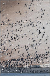 A colony of Adele penguins in Hope Bay on the Trinity Peninsula, Antarctica.