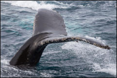 A humpback whale (Megaptera novaeangliae) in the Gerlache Strait in the Antarctic Peninsula, Antarctica.