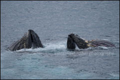 A pair of humpback whales (Megaptera novaeangliae) in the Gerlache Strait in the Antarctic Peninsula, Antarctica.