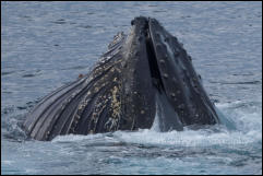 A humpback whale (Megaptera novaeangliae) in the Gerlache Strait in the Antarctic Peninsula, Antarctica.