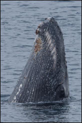 A humpback whale (Megaptera novaeangliae) in the Gerlache Strait in the Antarctic Peninsula, Antarctica.