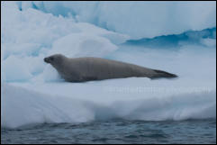 A Crabeater seal (Lobodon carcinophaga) resting on an ice floe in the Gerlache Strait in the Antarctic Peninsula, Antarctica.