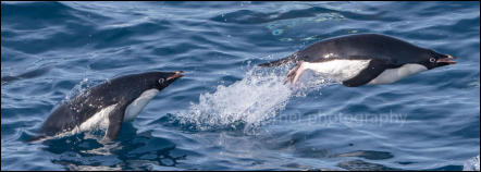 A pair of Adélie penguins (Pygoscelis adeliae) porpoising in Hope Bay on the Trinity Peninsula, Antarctica.