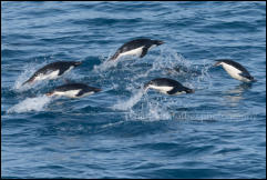 A group of Adélie penguins (Pygoscelis adeliae) porpoising in Hope Bay on the Trinity Peninsula, Antarctica.