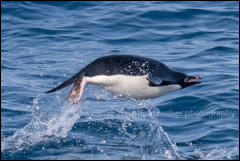 An Adélie penguin (Pygoscelis adeliae) porpoising in Hope Bay on the Trinity Peninsula, Antarctica.