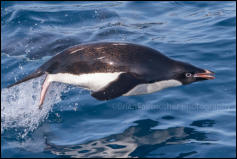 An Adélie penguin (Pygoscelis adeliae) porpoising in Hope Bay on the Trinity Peninsula, Antarctica.