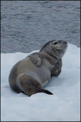 A leopard seal (Hydrurga leptonyx) resting on an ice floe in the Gerlache Strait in the Antarctic Peninsula, Antarctica.