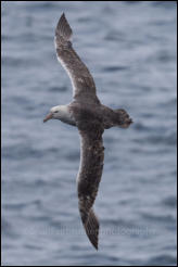 A Southern giant petrel (Macronectes giganteus) in flight off Deception Island in the South Shetland Islands, Antarctica.