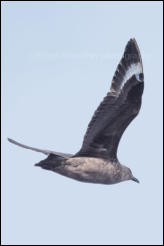 A South polar skua (Stercorarius maccormicki) in flight over Wilhelmina Bay on the west coast of Graham Land on the Antarctic Peninsula, Antarctica.