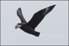 A  brown skua (Stercorarius antarcticus) in flight off Deception Island in the South Shetland Islands, Antarctica.