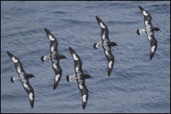 A group of Cape petrels (Daption capense) in Drake Passage in the Southern Ocean.