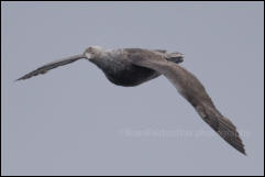 A Southern giant petrel (Macronectes giganteus) in flight off Deception Island in the South Shetland Islands, Antarctica.