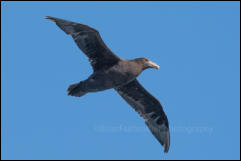 A Southern giant petrel (Macronectes giganteus) in Drake Passage in the Southern Ocean.