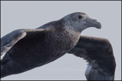 A Southern giant petrel (Macronectes giganteus) in Drake Passage in the Southern Ocean.