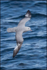 A Southern fulmar (Fulmarus glacialoides) in Drake Passage in the Southern Ocean.