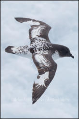 A Cape petrel (Daption capense) in Drake Passage in the Southern Ocean.