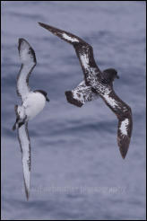 A pair of Cape petrels (Daption capense) in Drake Passage in the Southern Ocean.