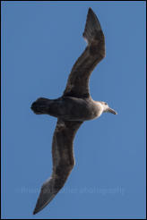 A Southern giant petrel (Macronectes giganteus) in Drake Passage in the Southern Ocean.