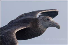 A Southern giant petrel (Macronectes giganteus) in Drake Passage in the Southern Ocean.