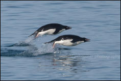 A pair of Adélie penguins (Pygoscelis adeliae) porpoising in Hope Bay on the Trinity Peninsula, Antarctica.