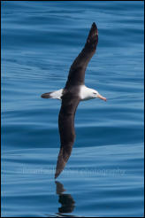 A Black-browed albatross (Thalassarche melanophrys) south of the Falklands in the Southern Ocean.