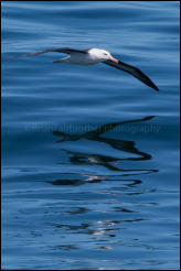 A Black-browed albatross (Thalassarche melanophrys) south of the Falklands in the Southern Ocean.