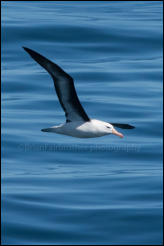 A Black-browed albatross (Thalassarche melanophrys) south of the Falklands in the Southern Ocean.