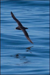 A White-chinned petrel (Procellaria aequinoctialis) south of the Falklands in the Southern Ocean.