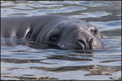 A Southern Elephant Seal (Mirounga leonina) in the Beagle Channel, Ushuaia, Argentina.